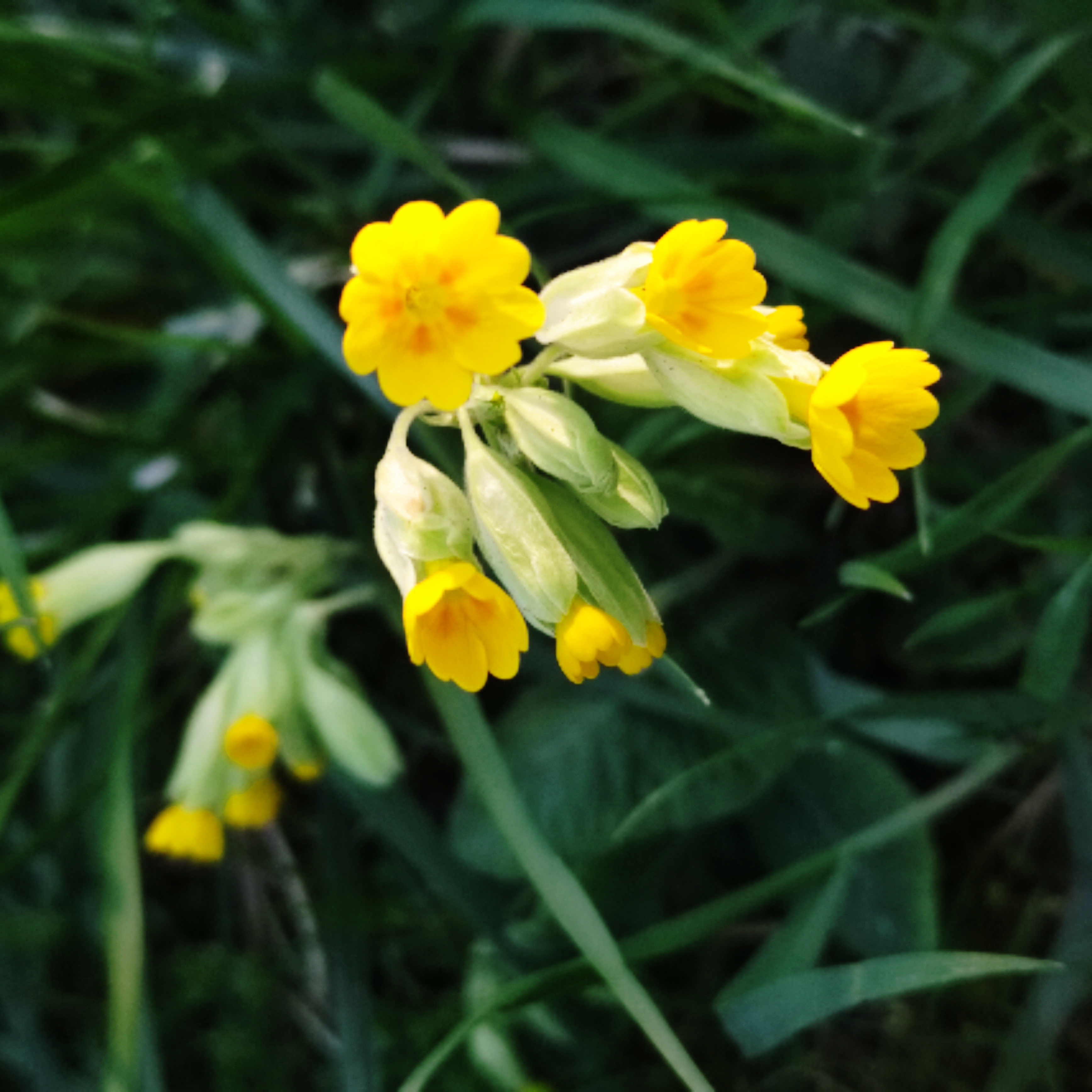 Bild A